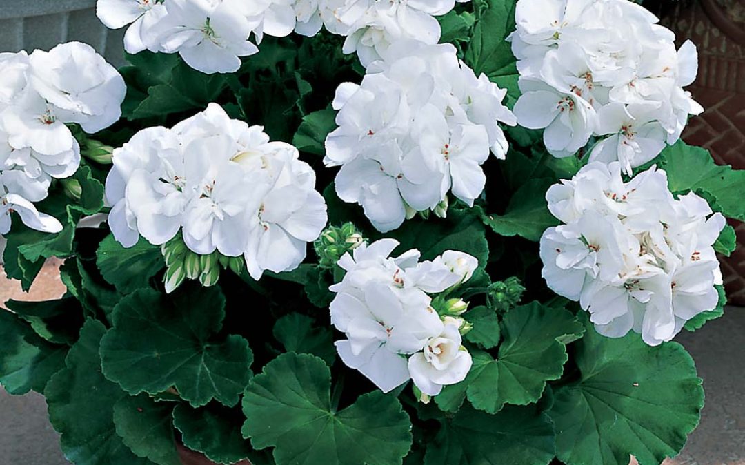I’m Thinking of White Geraniums Surrounded by White Bacopa…