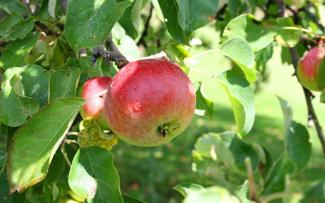 The Leaves are Beginning to Fall and the Apples are Getting Red…