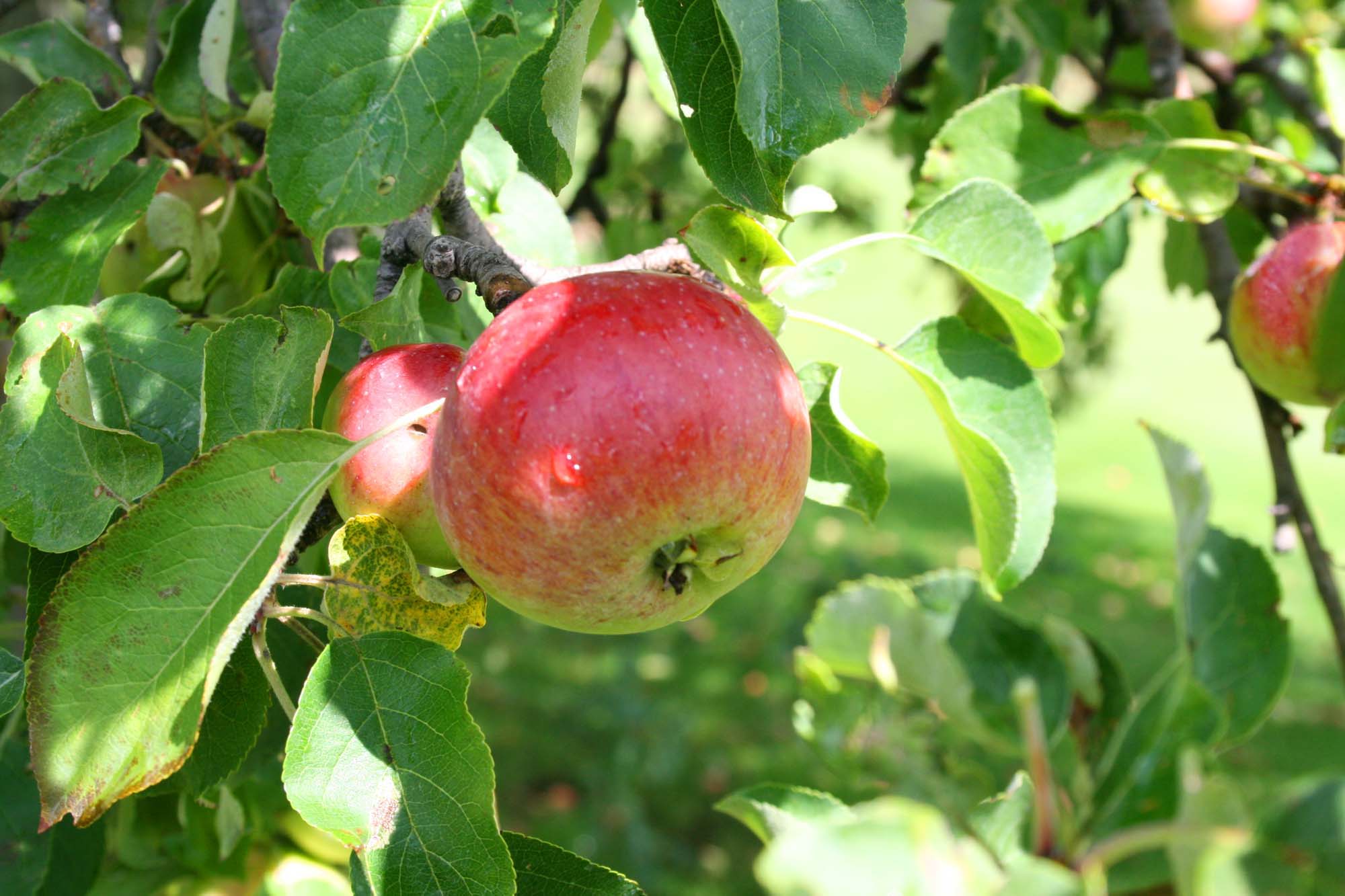 The Leaves Are Beginning To Fall And The Apples Are Getting Red 