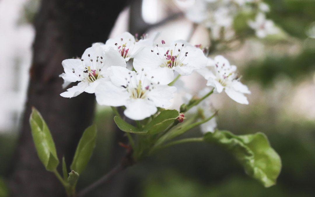 This Time I Traded Sunshine for our Ontario Spring…