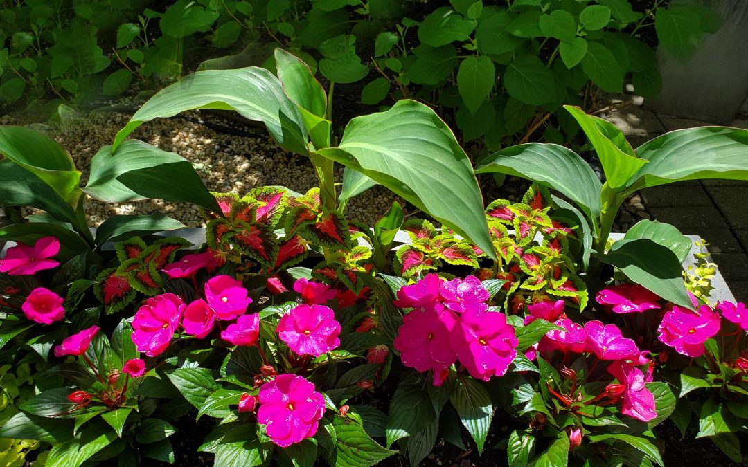 I Love the Color Fuchsia, This Year’s Garden….